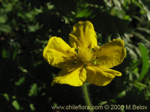 Potentilla sp. #2357の写真